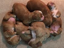 Six Perfect Cockapoo Puppies for Sale!  Big White Chest with White Blazes!